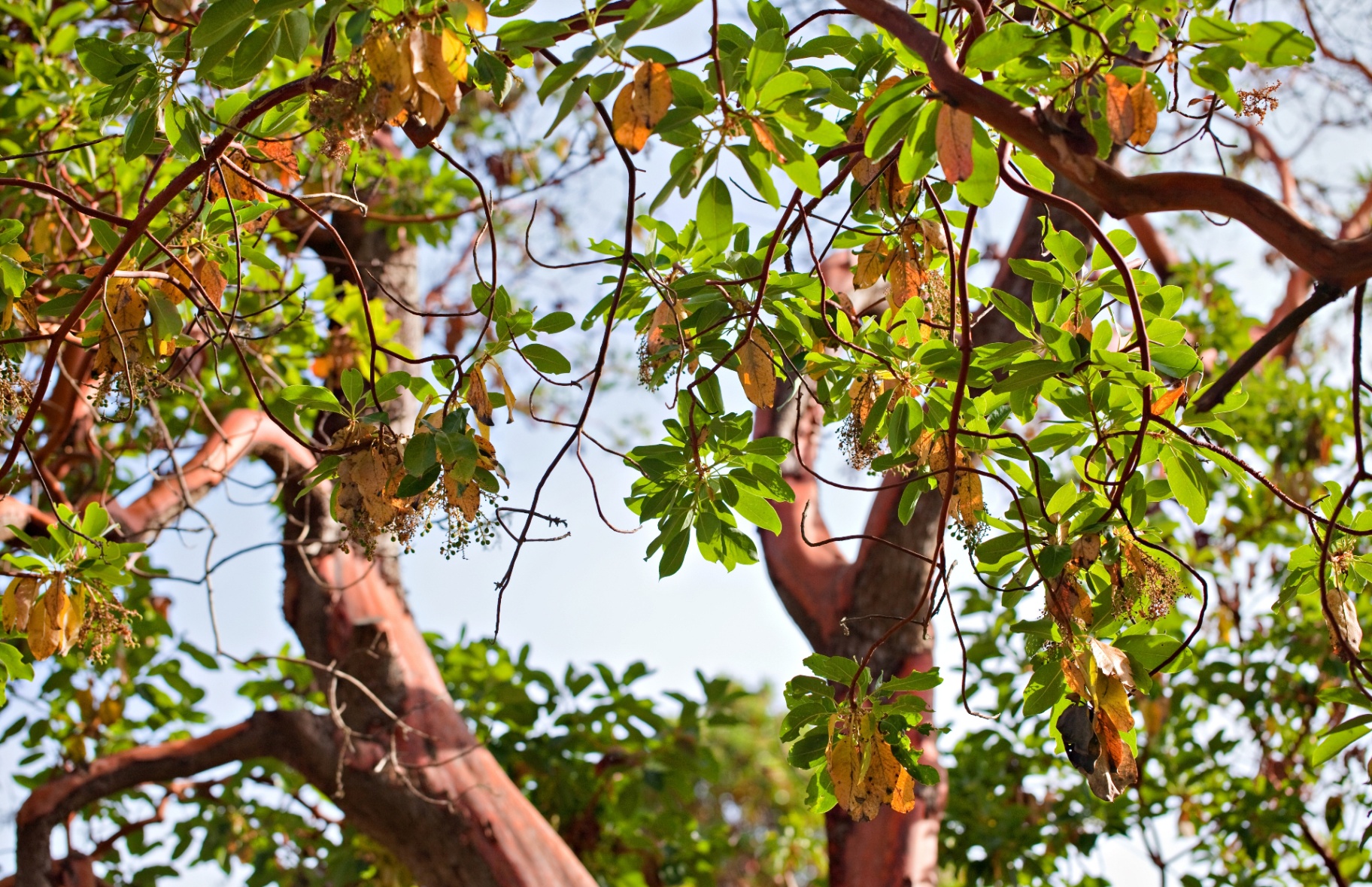 Arbutus crown reduction — Qualicum Beach